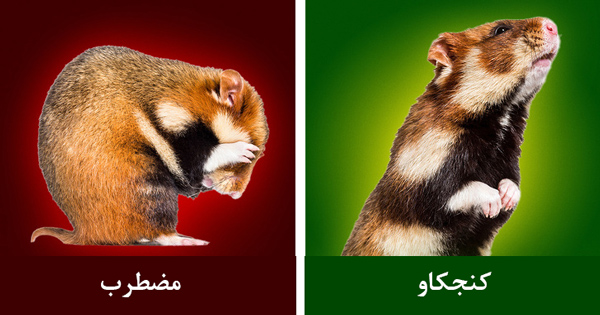 حیوان خانگی