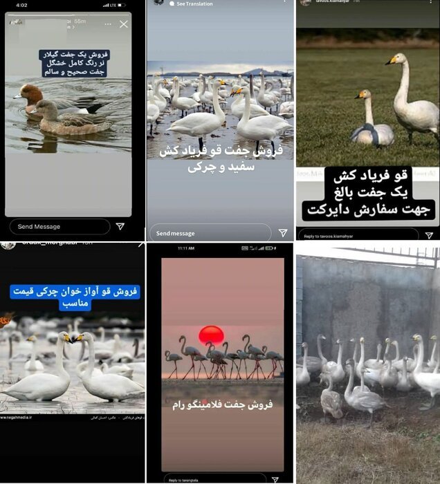 فروش قوهای مهاجر زنده در بازار سیاه: جفتی ۲۵ میلیون!