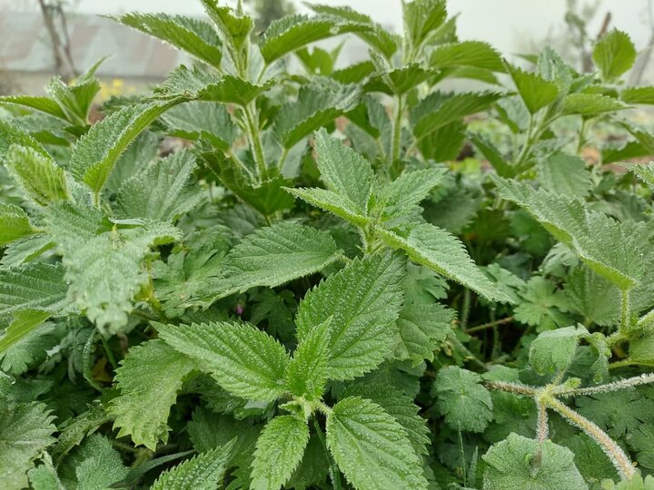 خوراکی های مفید و طبیعی برای رفع حالت تهوع