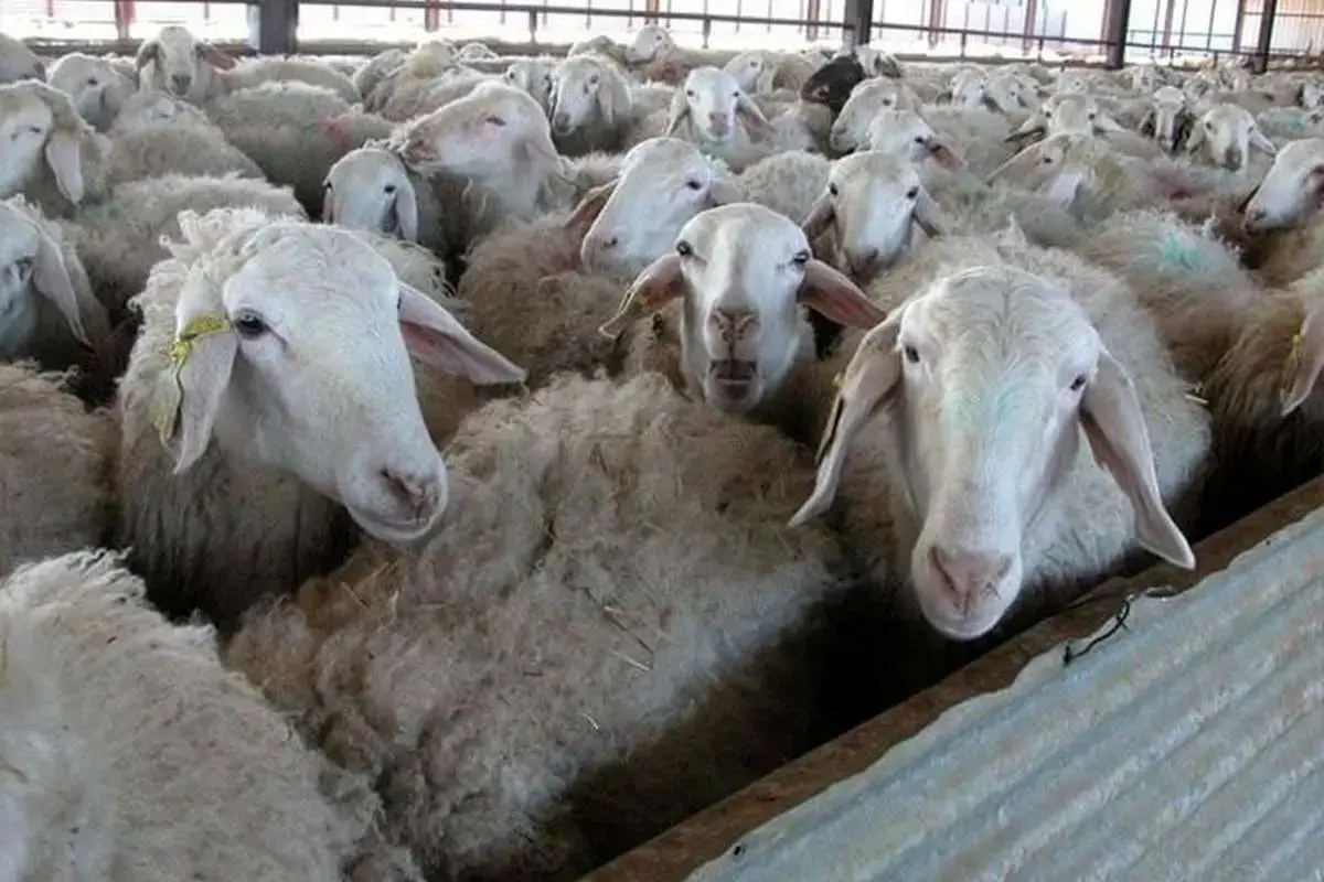 جهش ۲۹ برابری قیمت گوسفند در ۱۰ سال