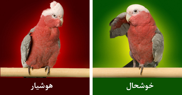 حیوان خانگی
