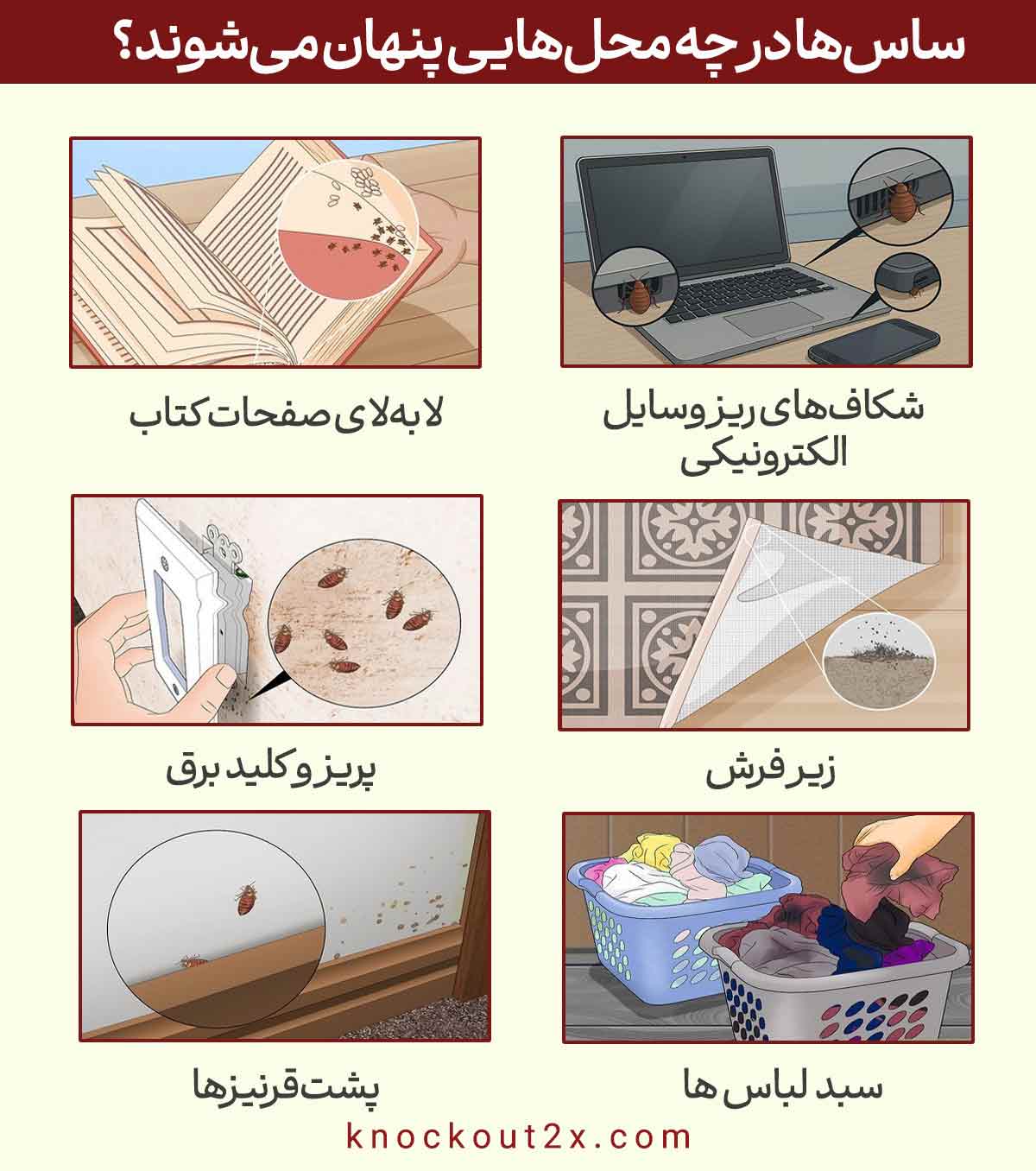 ساس ها کجا پنهان می شوند؟