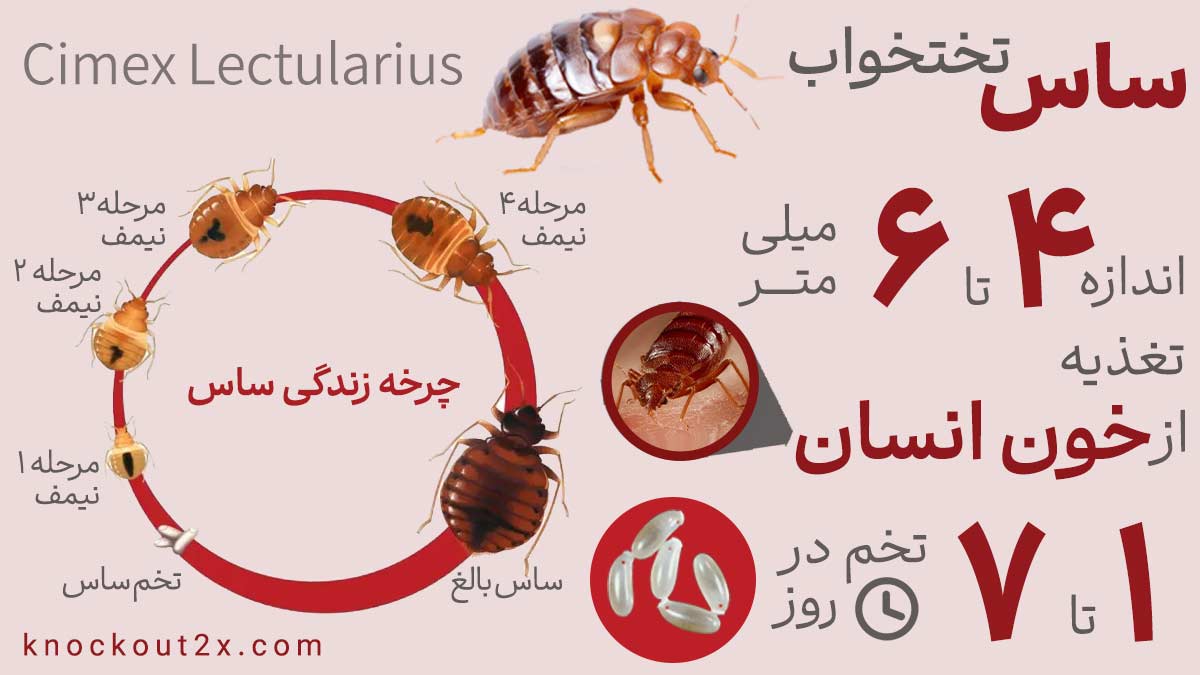 ساس - چرخه عمر ساس - عکس تخم ساس