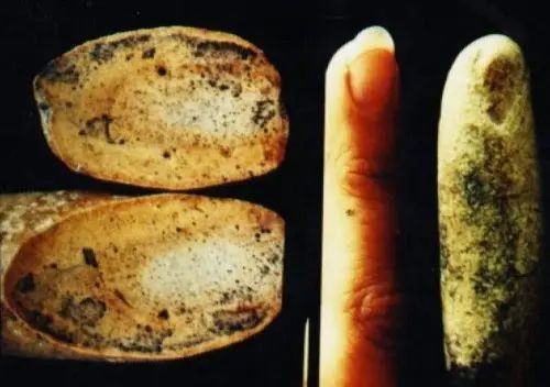 ancient-human-finger-fossil-3