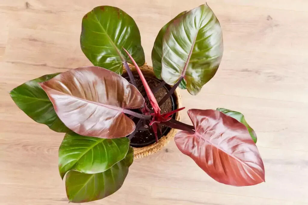 Types of Philodendron flowers 1