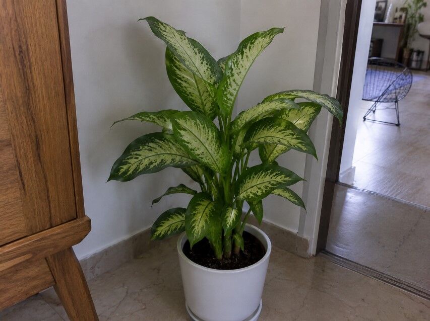 گیاه دیفن باخیا یا Dieffenbachia