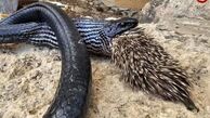 لقمه‌ای که در دهان مار گیر کرد و باعث مرگش شد
