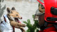 اتفاق عجیب برای روباه نگون‌بخت در خانه‌ای در جنوب تهران