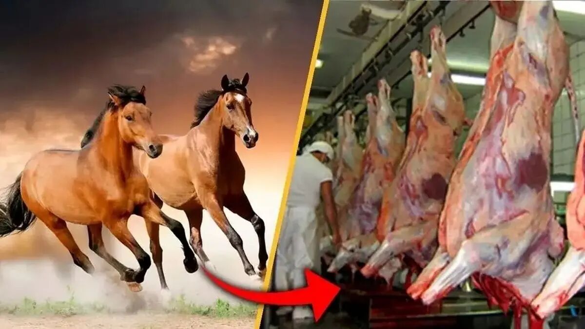 11 تن گوشت اسب در سنندج کشف شد