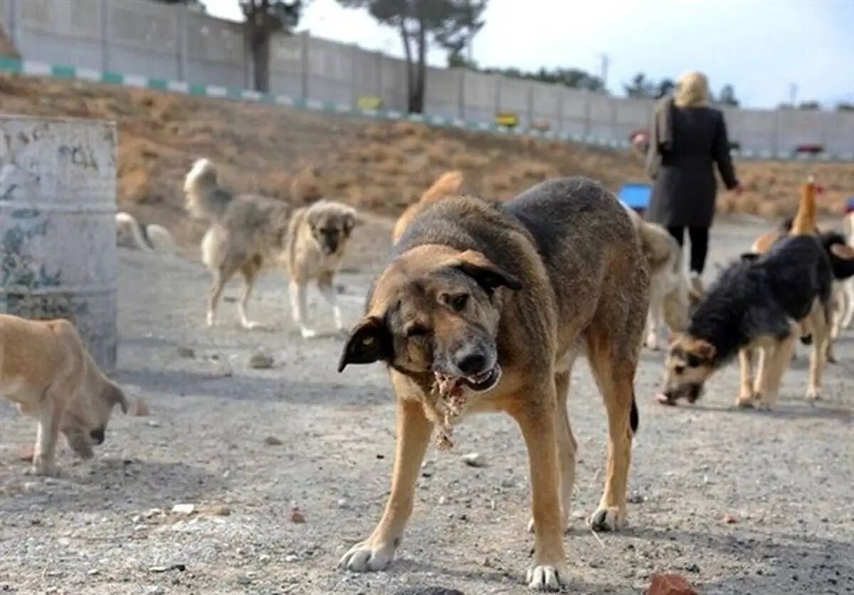 حمله خونین سگ‌های ولگرد به کودک 6 ساله سردشتی