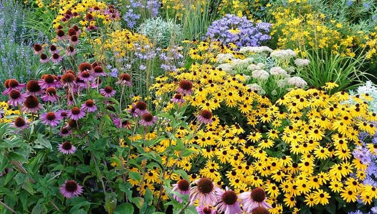 گل‌های خانگی مقاوم برای باغچه؛ معرفی ۲۷ گل زیبا و ماندگار