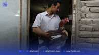 قاب امروز| عکس‌هایی از نبرد خشن و بی‌رحمانه خروس‌های لاری
