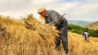 جنجال جدید برای قیمت گندم + جزییات و حواشی