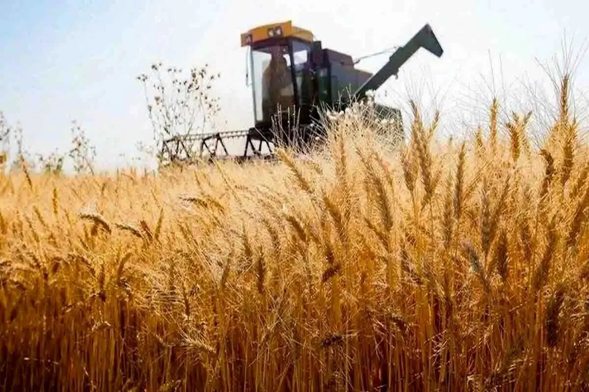 هشدار گندمکاران؛ تاخیر در پرداخت مطالبات، تحویل گندم را متوقف می‌کند