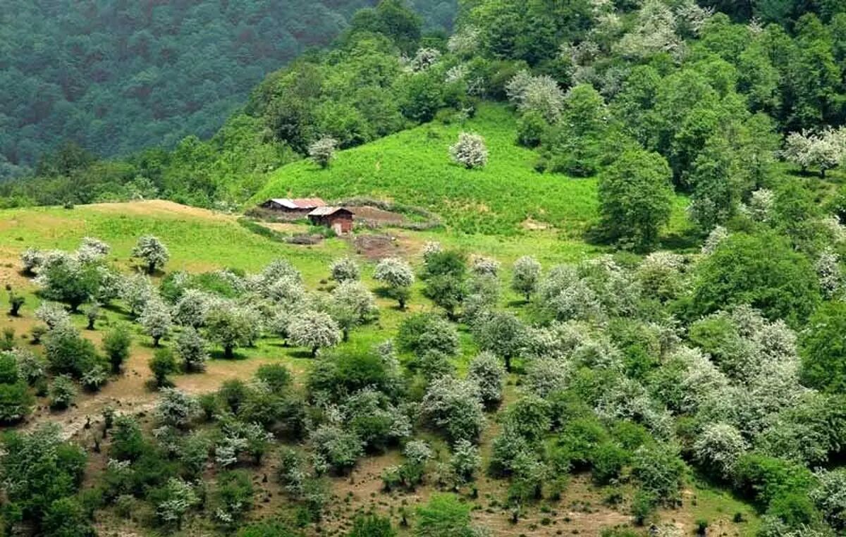 کجا بریم برای سفر دو روزه به شمال؟; بهترین پیشنهادها از جنگل تا آبشار