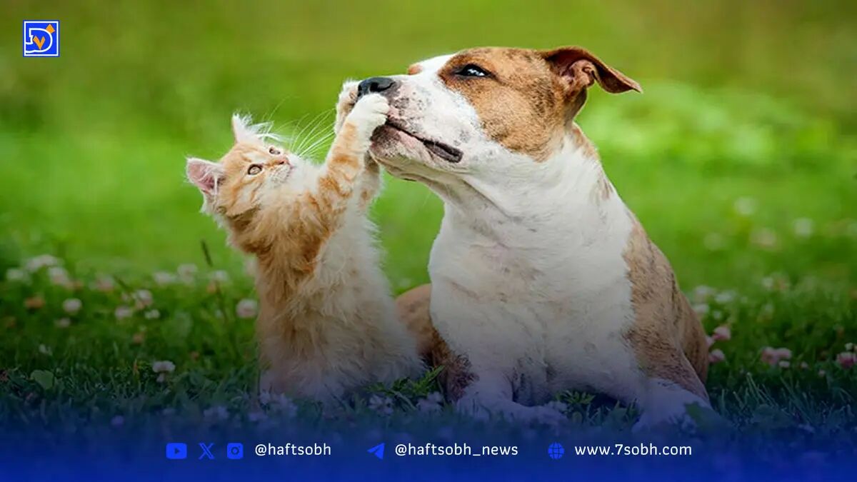 رمزگشایی صدای گربه‌ها و سگ‌ها