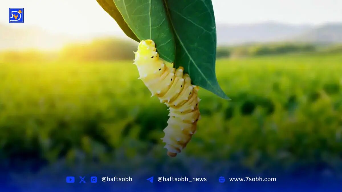 کرم‌های سفید باز می‌گردند| آیا ابریشم ایرانی دوباره به بازار جهانی بازخواهد گشت؟