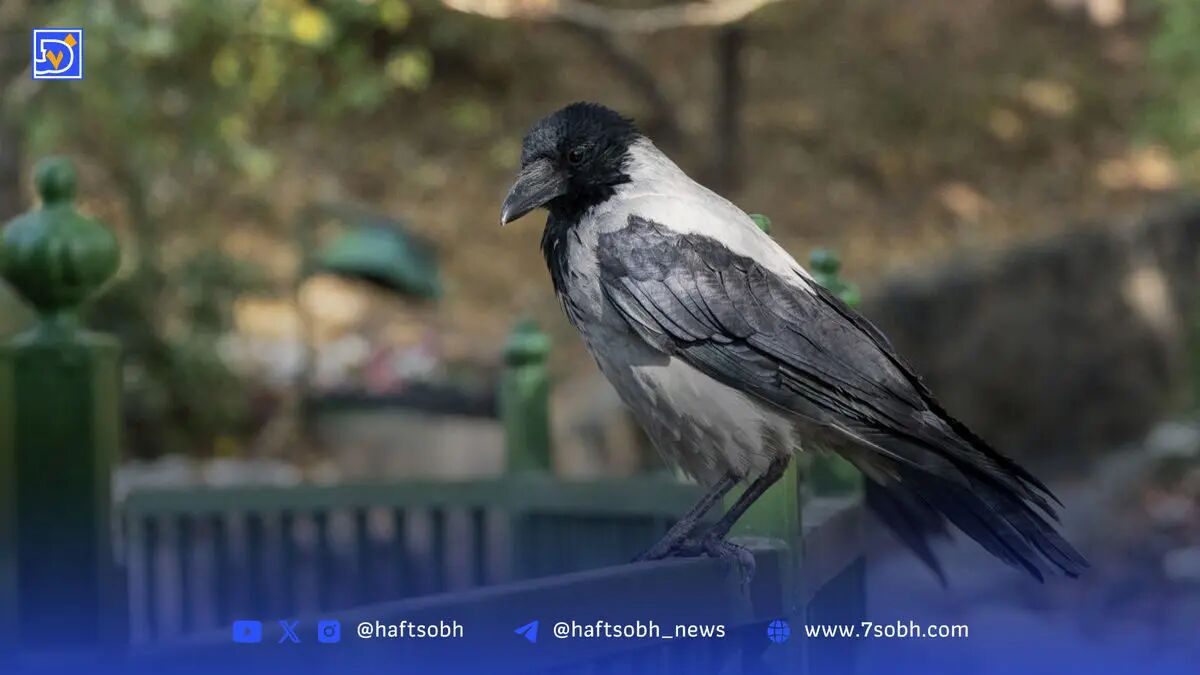 استراتژی قارقار| دنیای حیرت‌آور ارتباط کلاغ‌ها ‌