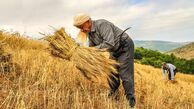 انتقاد از تأخیر در اعلام قیمت خرید گندم