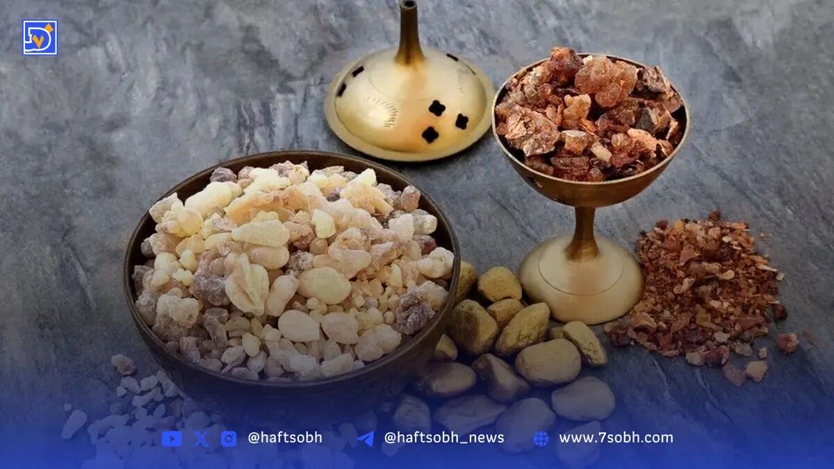 آیا واقعا کندر، هوش و حافظه را زیاد می‌کند؟