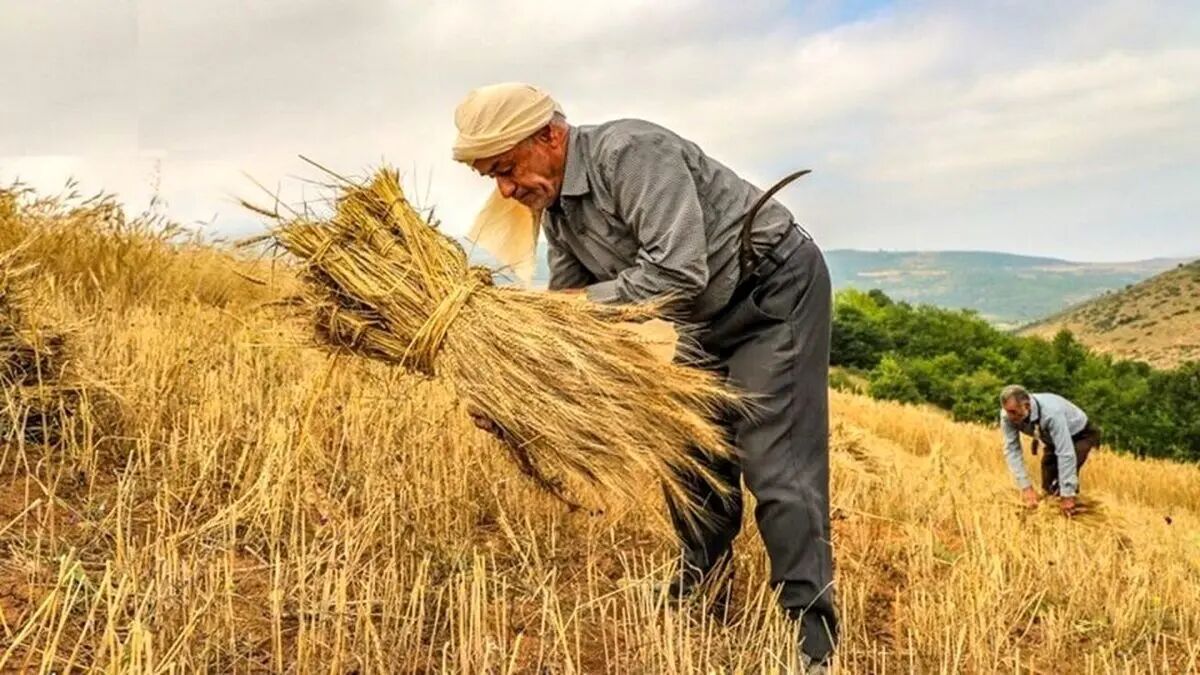 تولید گندم به ۸ میلیون تن رسید