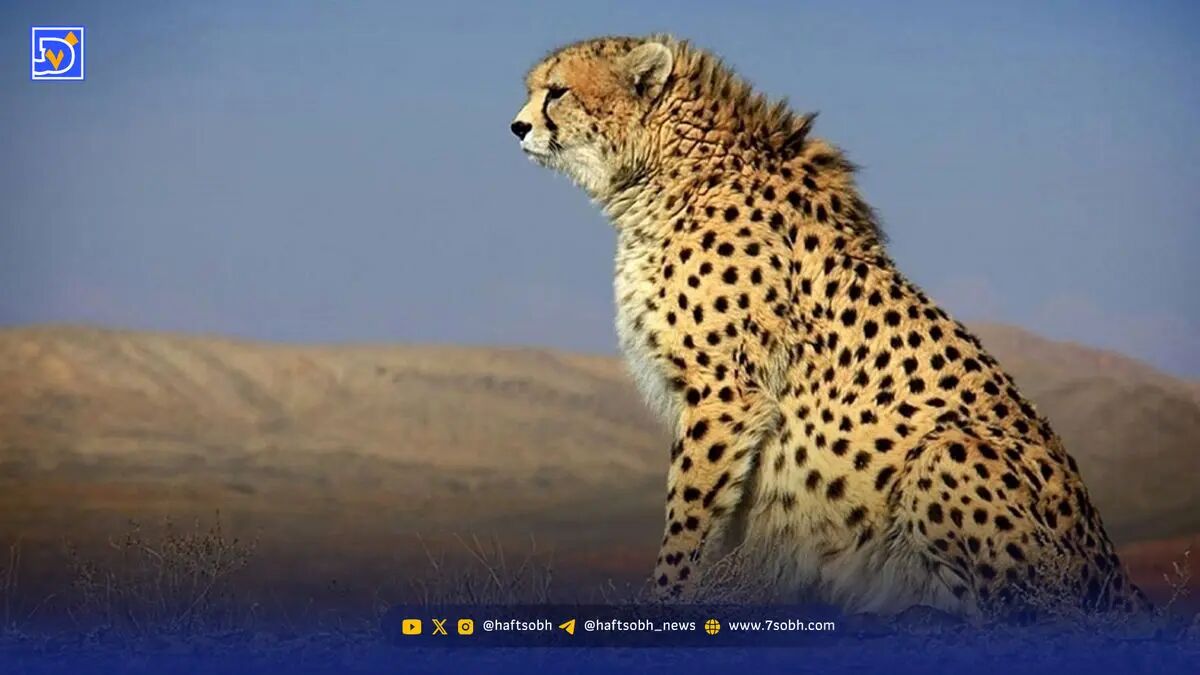 یوزپلنگ ایرانی