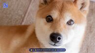 تحلیل قیمت شیبا اینو SHIB و مقایسه با دوج کوین (DOGE)