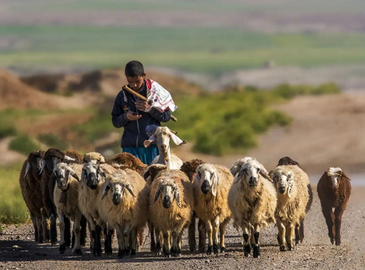سفر در زمان | تصویری نوستالژی از یک چوپان و پسرانش در ارتفاعات لاچینِ قره‌باغ، سال ۱۹۸۰