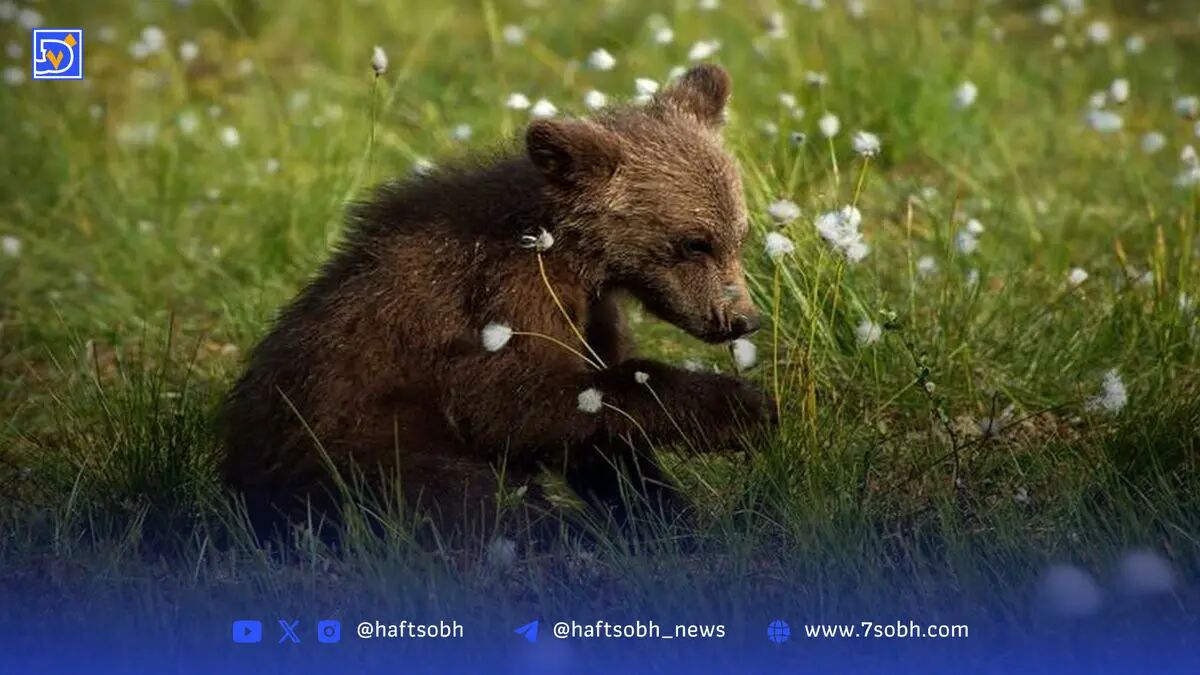 یک قلاده خرس قهوه‌ای ماده در شهرستان نور با گلوله کشته شد