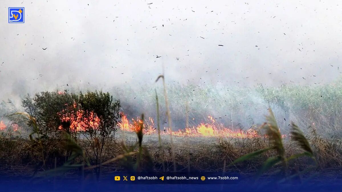 ۹۵ درصد از آتش سوزی‌های مناطق بحرانی فارس عمدی هستند