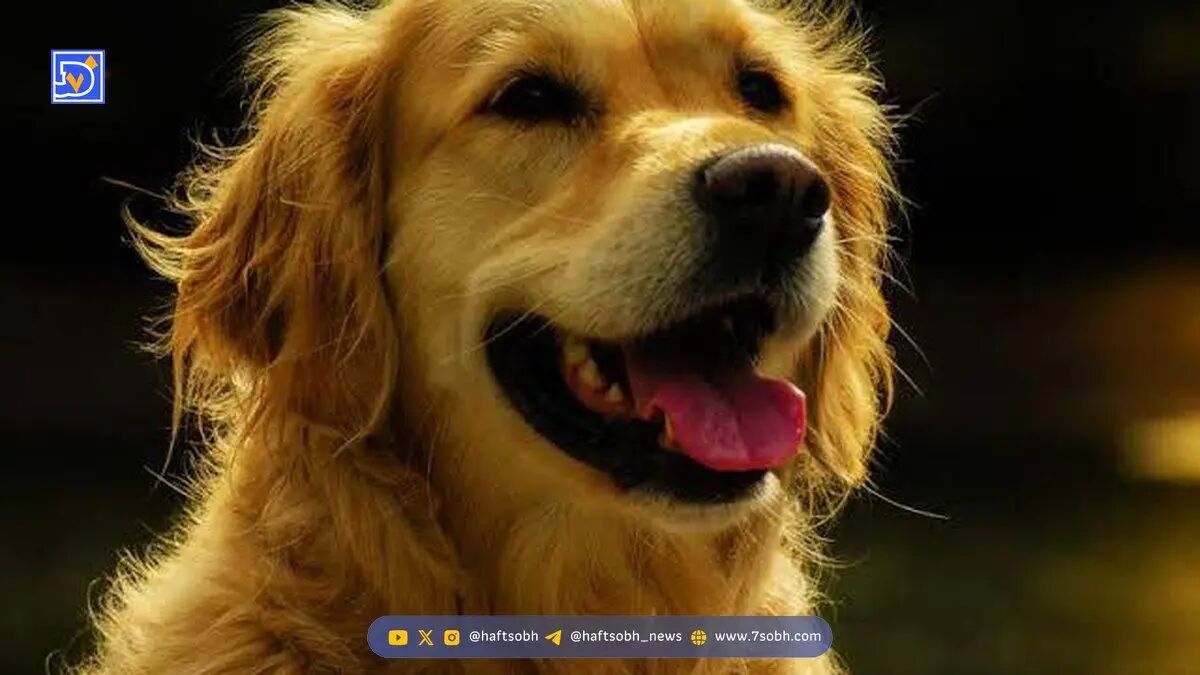 شباهت ژنتیکی عجیب انسان و سگ گلدن رتریور!