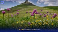 خداحافظی با گیاهان ماندابی