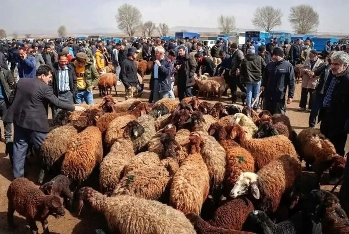 رکوردشکنی قیمت دام زنده/گوشت قرمز در مرز ۲میلیون