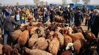 رکوردشکنی قیمت دام زنده/گوشت قرمز در مرز ۲میلیون
