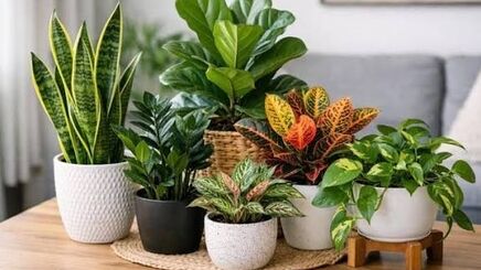 هوای خانه را تازه‌تر کنید؛ 16 گیاه آپارتمانی زیبا برای بهبود کیفیت هوا