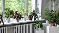 چند ترفند معجزه آسا برای جلوگیری از یخ‌زدگی گیاهان آپارتمانی