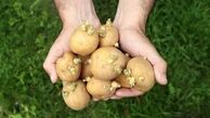 سیب زمینی های سبز و جوانه زده خطرناک هستند؟