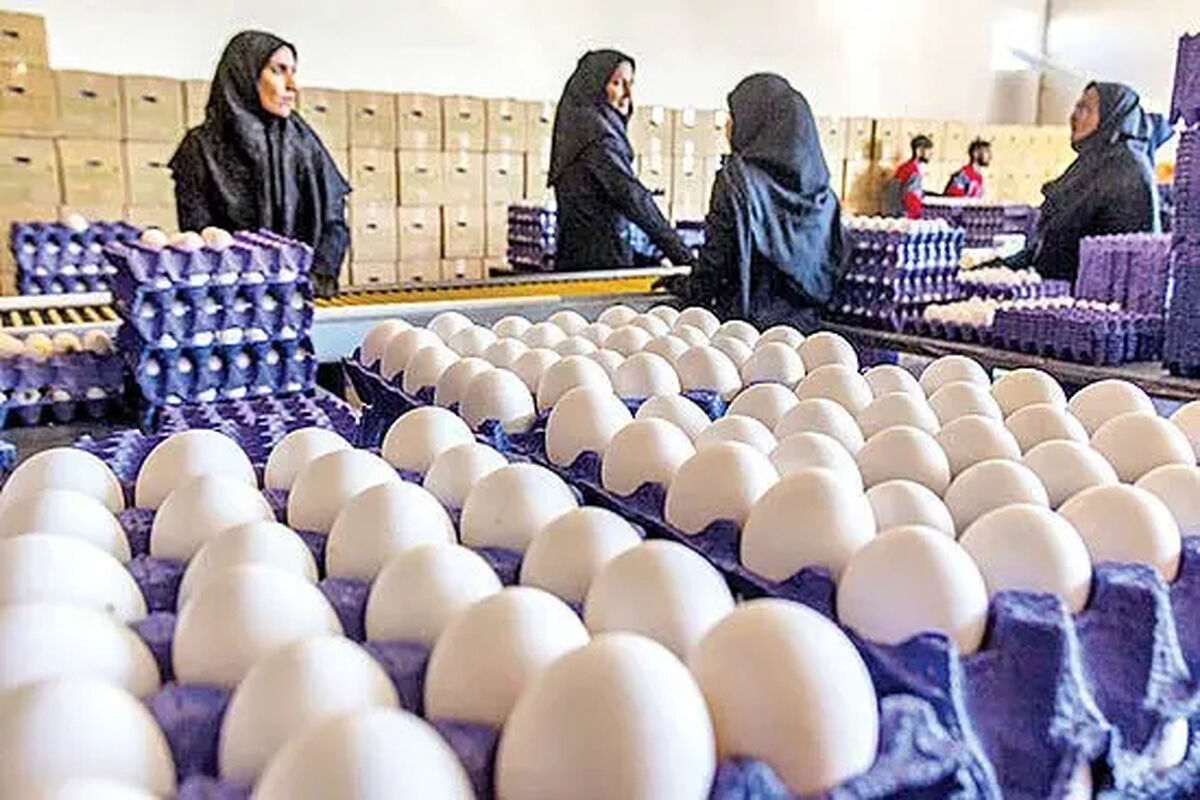 جدیدترین قیمت تخم‌مرغ/ هر شانه تخم‌مرغ چقدر شد؟