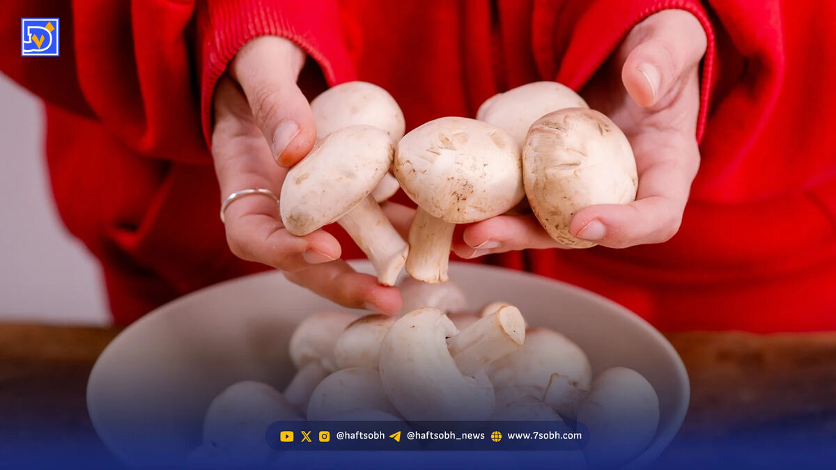 قارچ‌خورها بخوانند؛ فواید شگفت‌انگیز قارچ برای سلامتی