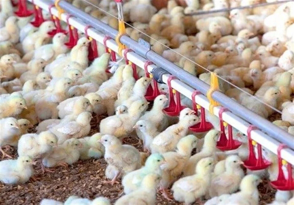 150 میلیون قطعه جوجه ریزی انجام شد