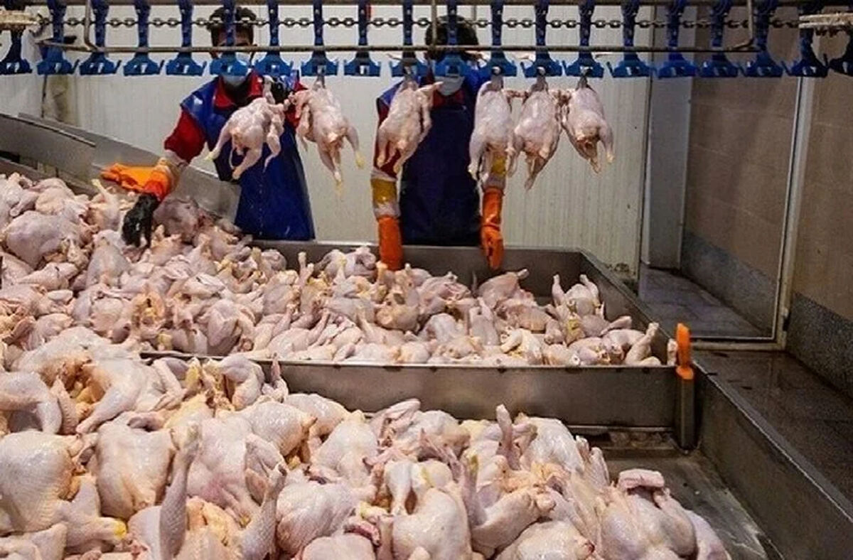 ارسال و توزیع ۱۵۰۰ تن گوشت مرغ در مازندران و تهران
