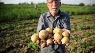 آخرین قیمت سیب زمینی و گوجه/ آیا قیمت‌ها به روال عادی برگشت؟