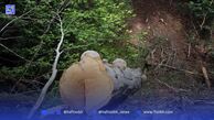 تقویت حفاظت از جنگل‌ها با برداشت درختان شکسته و افتاده