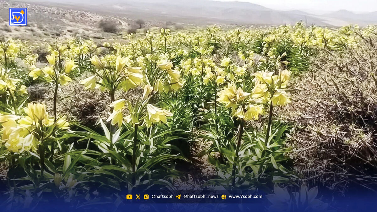 گردشگران؛ مهم‌ترین تهدید زیستگاه دشت خمبی