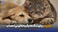 وقتی جنگ به حیوانات هم می‌رسد؛ اضطراب سگ‌ها و گربه‌ها در روزهای بحران