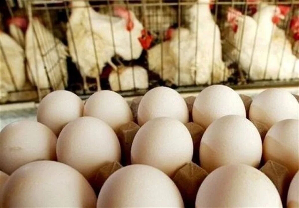 مرغداران تخم‌گذار 58.8 میلیارد تومان بدهی خود را به دولت نپرداختند