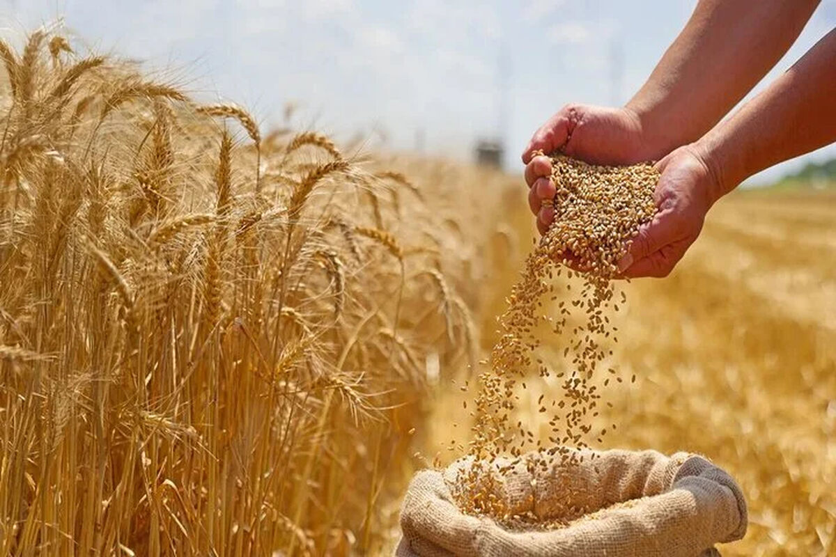 دولت و آزمون دشوار اعتمادسازی در خرید تضمینی گندم