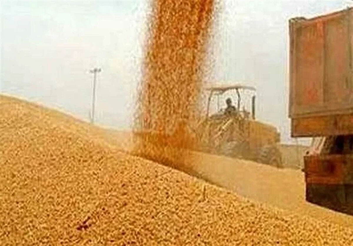 آخرین وضعیت از خرید تضمینی گندم و پرداخت مطالبات گندمکاران امروز جمعه ۱۵ خرداد ۱۴۰۵