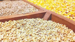 واردات 23 میلیون تن کالای اساسی در سال/پیامد خرید نهاده دامی از آمریکا