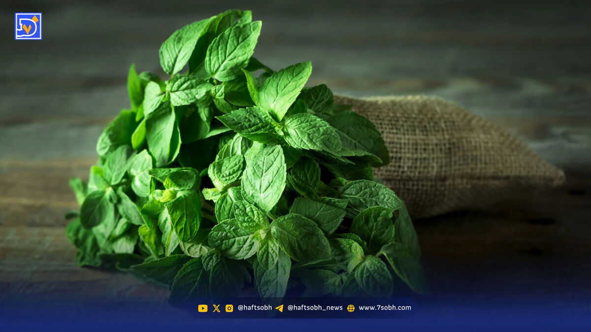 نعناع گیاهی خوش‌ عطر با فواید درمانی